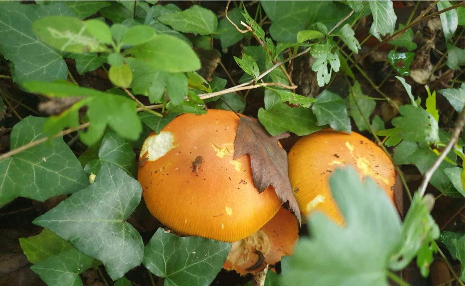 Seuls En Pleine Nature - Gite La Cote Blanche Puygaillard-de-Quercy Eksteriør billede