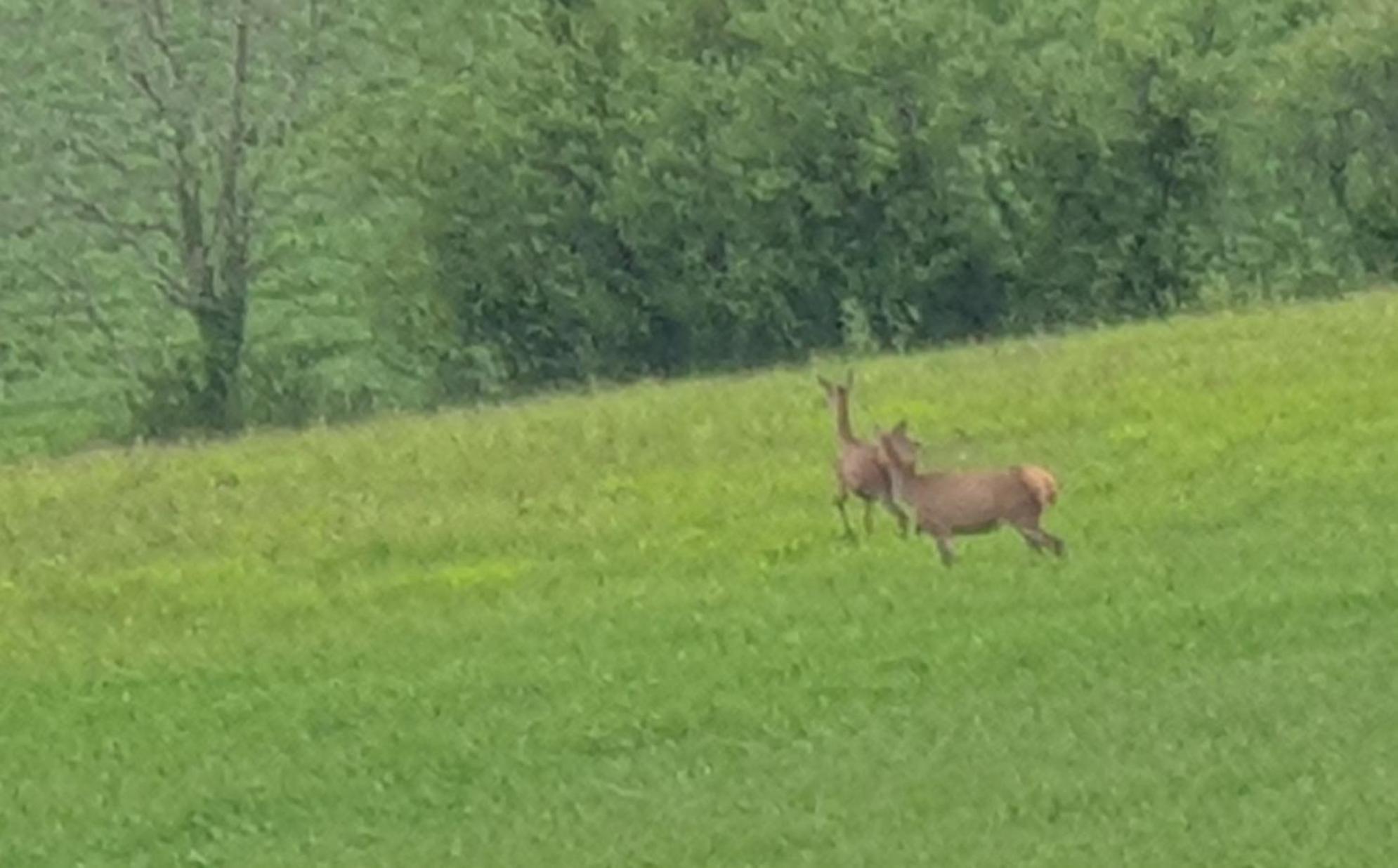 Seuls En Pleine Nature - Gite La Cote Blanche Puygaillard-de-Quercy Eksteriør billede