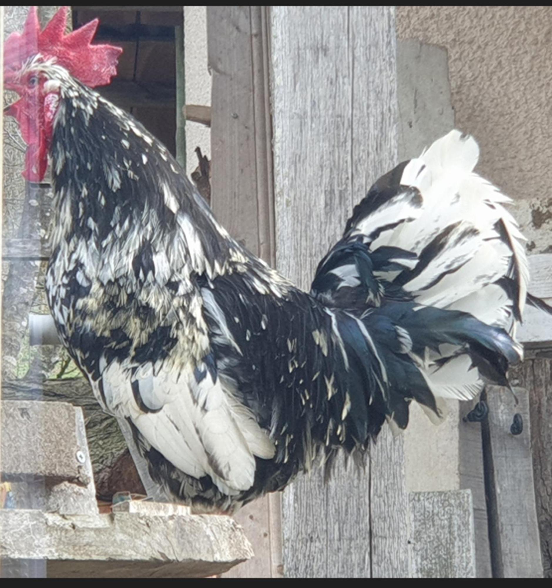 Seuls En Pleine Nature - Gite La Cote Blanche Puygaillard-de-Quercy Eksteriør billede