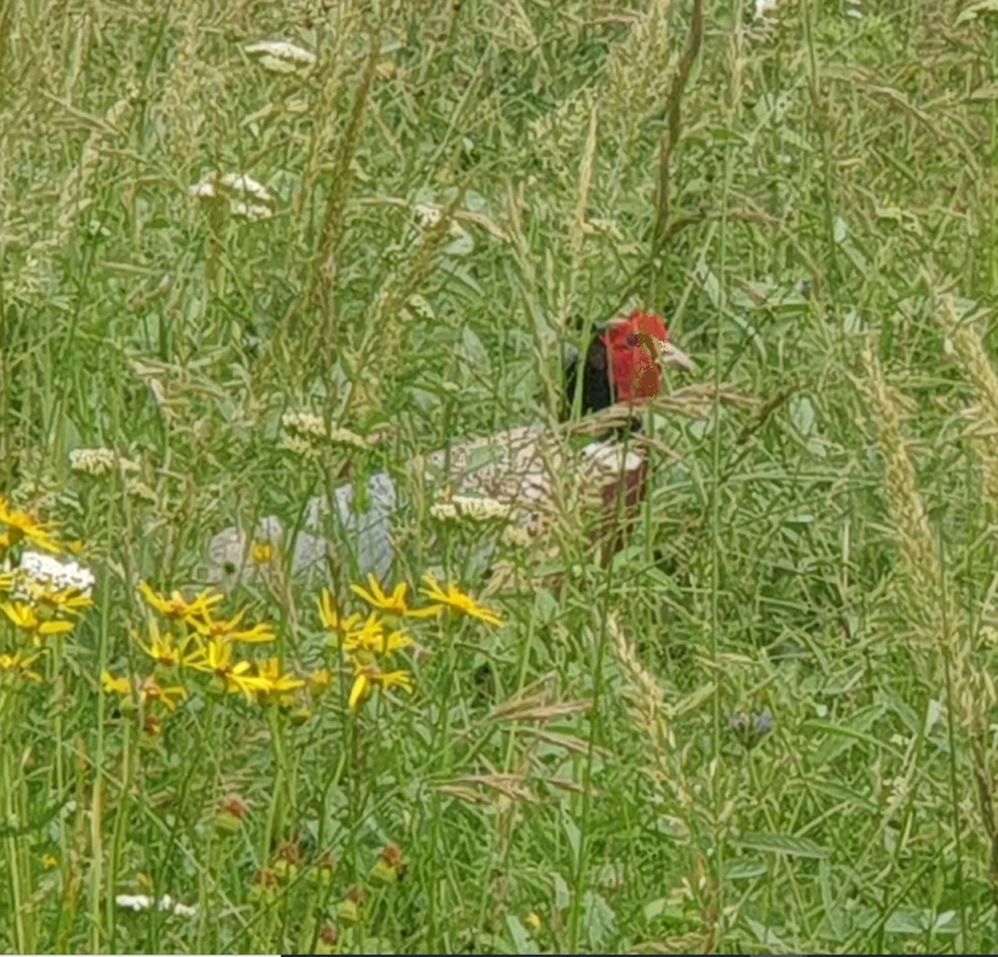 Seuls En Pleine Nature - Gite La Cote Blanche Puygaillard-de-Quercy Eksteriør billede